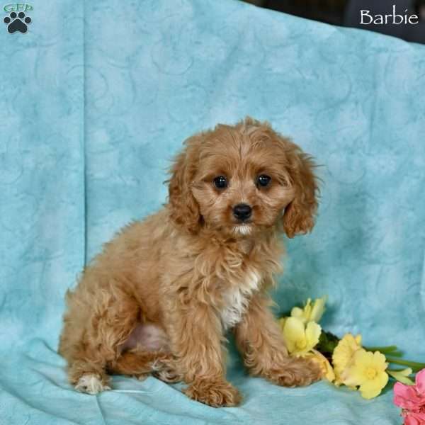 Barbie, Cavapoo Puppy