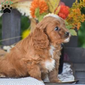 Doris – F1, Cavapoo Puppy