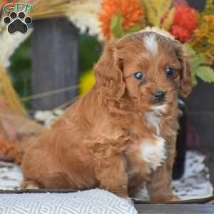 Doris – F1, Cavapoo Puppy