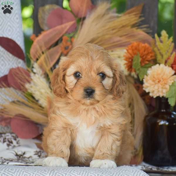 Arline – F1, Cavapoo Puppy
