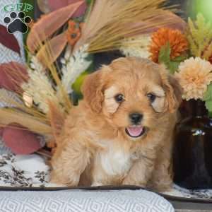 Arline – F1, Cavapoo Puppy