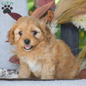 Arline – F1, Cavapoo Puppy