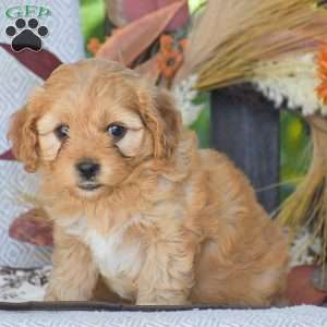 Arline – F1, Cavapoo Puppy