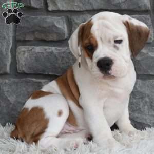 Murphy, Beabull Puppy