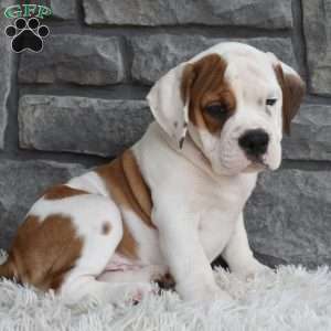 Murphy, Beabull Puppy