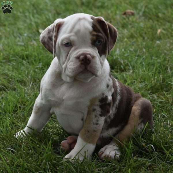 Truffle, Beabull Puppy