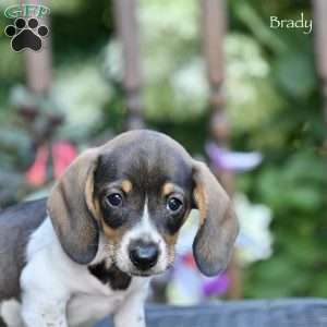 Brady, Dachshund Puppy