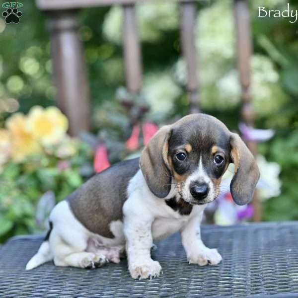 Brady, Dachshund Puppy