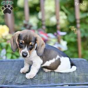 Brady, Dachshund Puppy