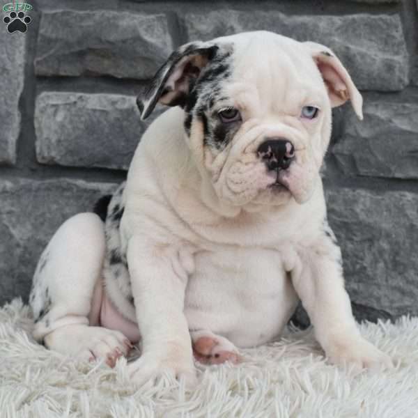 Millie, Beabull Puppy