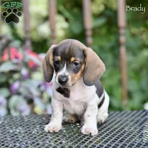 Brady, Dachshund Puppy