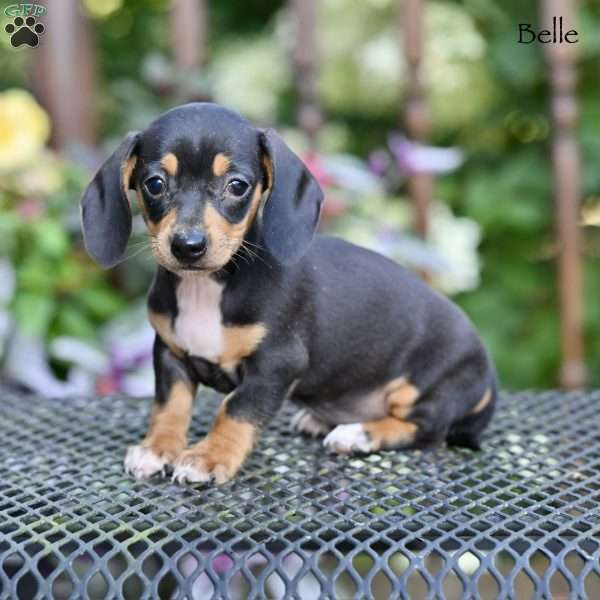 Belle, Dachshund Puppy