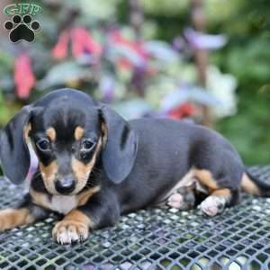 Belle, Dachshund Puppy