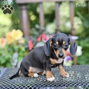 Belle, Dachshund Puppy