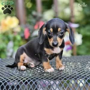 Belle, Dachshund Puppy