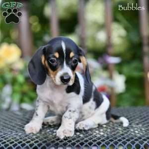 Bubbles, Dachshund Puppy