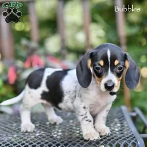 Bubbles, Dachshund Puppy