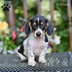Bubbles, Dachshund Puppy