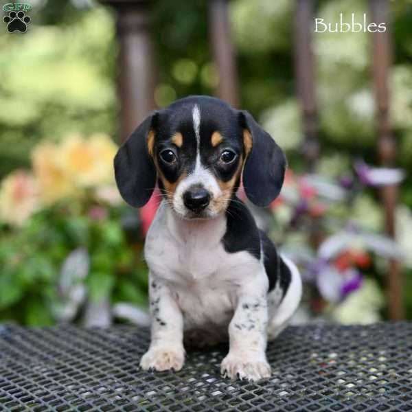 Bubbles, Dachshund Puppy