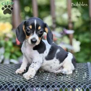 Bubbles, Dachshund Puppy