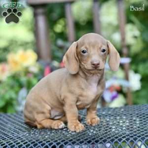 Basil, Dachshund Puppy