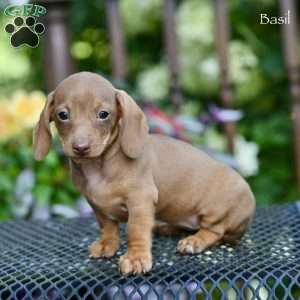 Basil, Dachshund Puppy