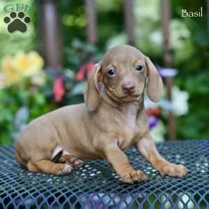 Basil, Dachshund Puppy