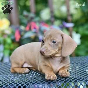 Basil, Dachshund Puppy
