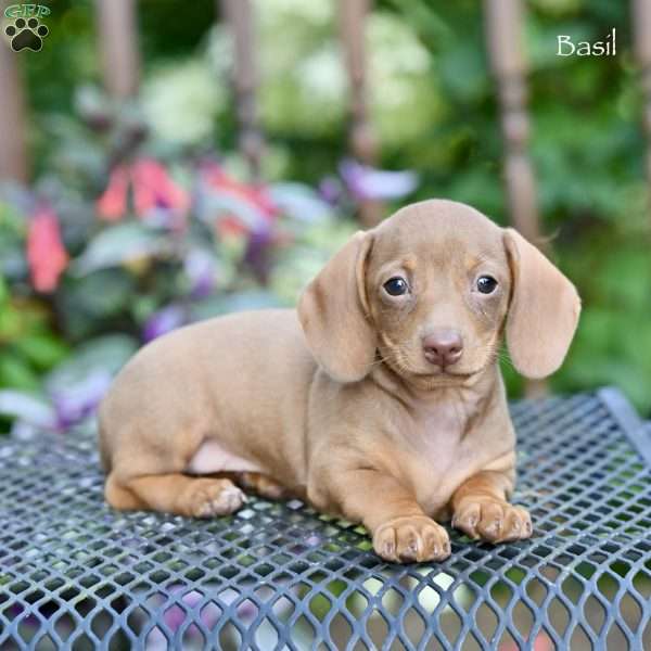 Basil, Dachshund Puppy