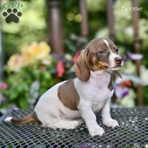 Bonnie, Dachshund Puppy