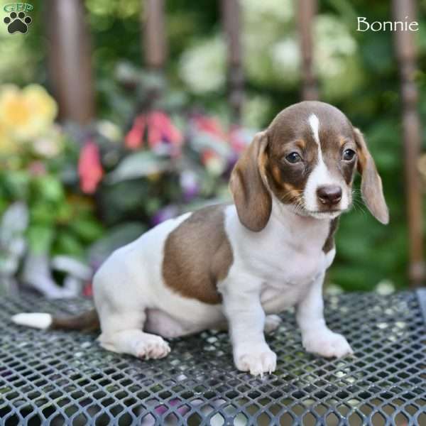 Bonnie, Dachshund Puppy