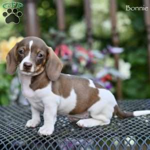 Bonnie, Dachshund Puppy