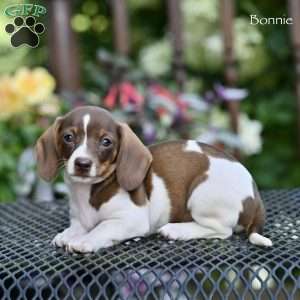Bonnie, Dachshund Puppy