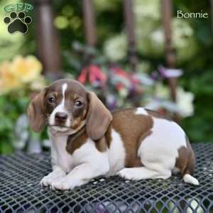 Bonnie, Dachshund Puppy