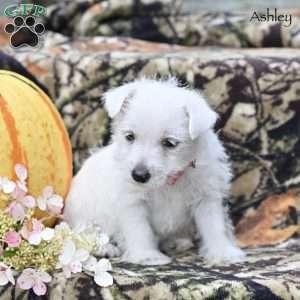 Ashley, West Highland Terrier Puppy
