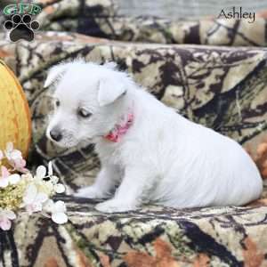 Ashley, West Highland Terrier Puppy
