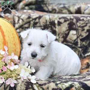 Ashley, West Highland Terrier Puppy