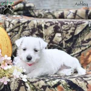 Ashley, West Highland Terrier Puppy