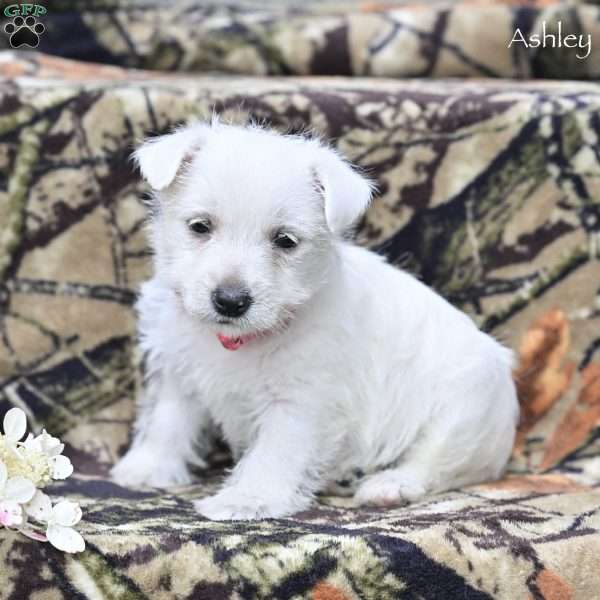 Ashley, West Highland Terrier Puppy
