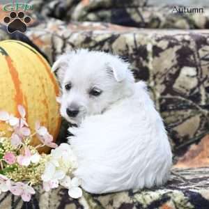 Autumn, West Highland Terrier Puppy