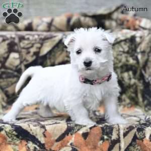 Autumn, West Highland Terrier Puppy