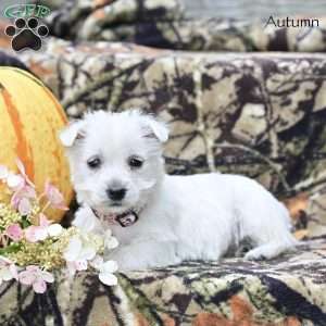 Autumn, West Highland Terrier Puppy