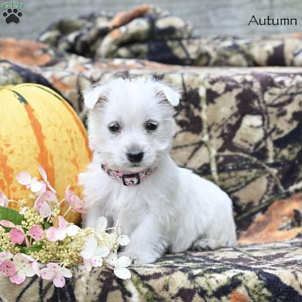 Autumn, West Highland Terrier Puppy