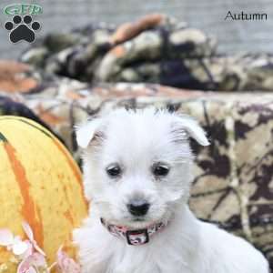 Autumn, West Highland Terrier Puppy