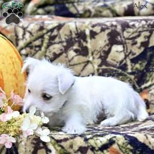 Alex, West Highland Terrier Puppy