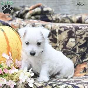 Alex, West Highland Terrier Puppy