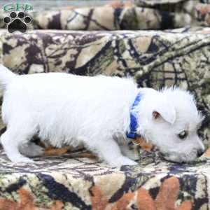 Alex, West Highland Terrier Puppy