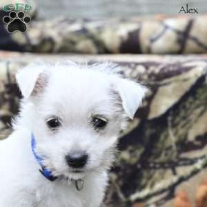 Alex, West Highland Terrier Puppy