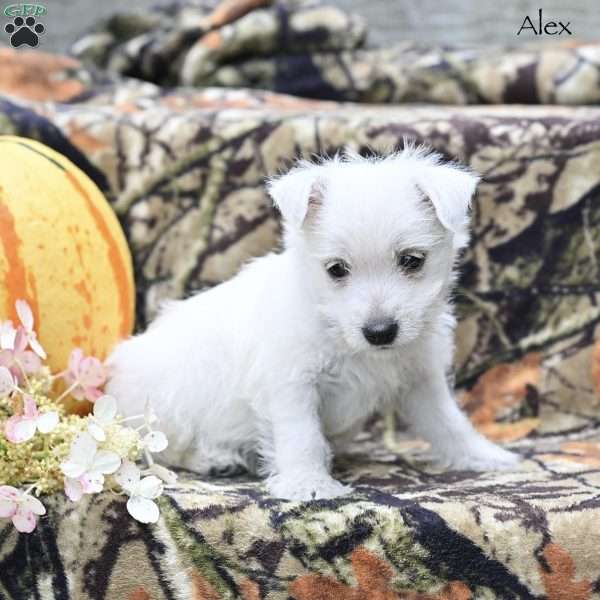 Alex, West Highland Terrier Puppy