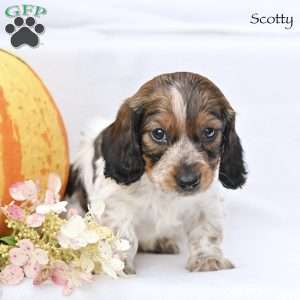 Scotty (mini), Dachshund Puppy